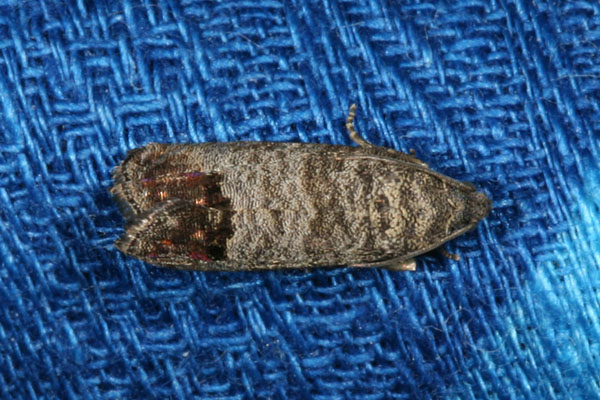 Cydia pomonella - The Codling Moth