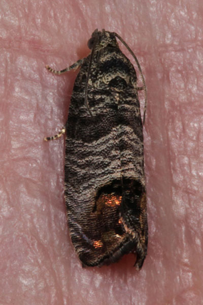 Cydia pomonella - The Codling Moth