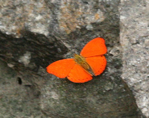 Cymothoe coccinata coccinata - The Common Red Glider