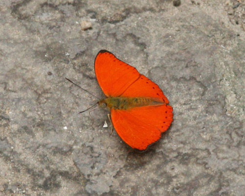 Cymothoe coccinata coccinata - The Common Red Glider