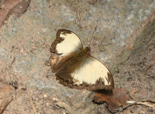 Cymothoe jodutta jodutta - The Jodutta Glider