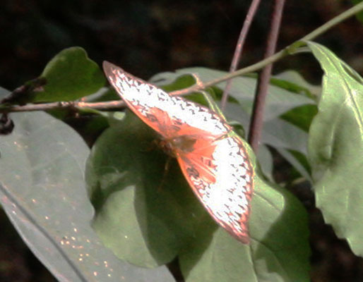 Cymothoe mabillei - The Western Red Glider