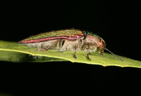 Cypriacis aurulenta - The Golden Buprestid