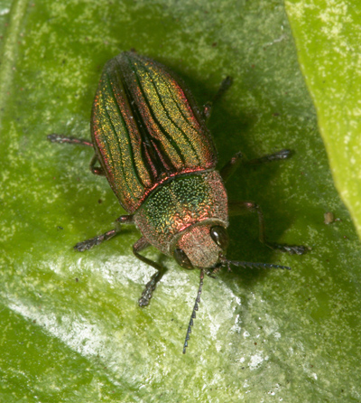 Cypriacis aurulenta - The Golden Buprestid