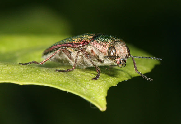 Cypriacis aurulenta - The Golden Buprestid