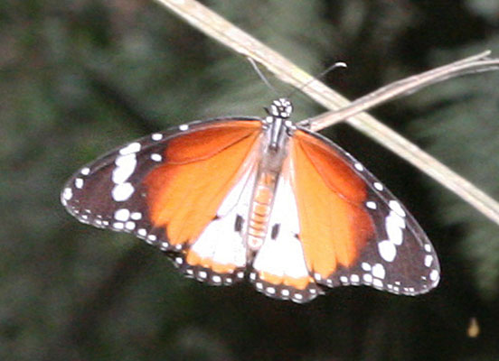 Danaus chrysippus chrysippus - The Common Tiger