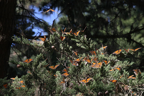 Danaus plexippus - The Monarch