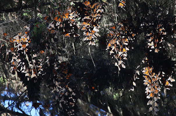 Danaus plexippus - The Monarch