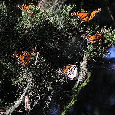 Danaus plexippus - The Monarch