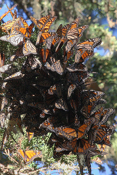 Danaus plexippus - The Monarch