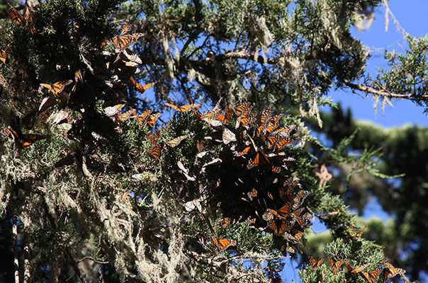 Danaus plexippus - The Monarch