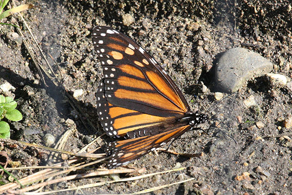 Danaus plexippus - The Monarch