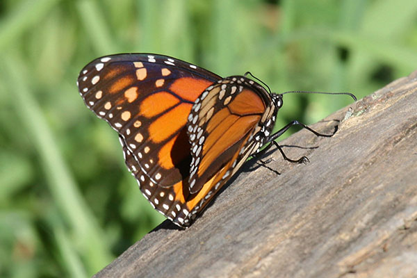 Danaus plexippus - The Monarch