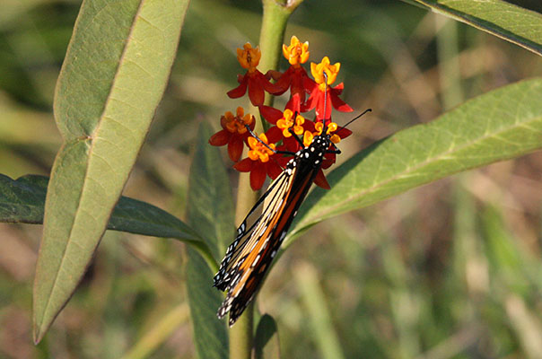 Danaus plexippus - The Monarch