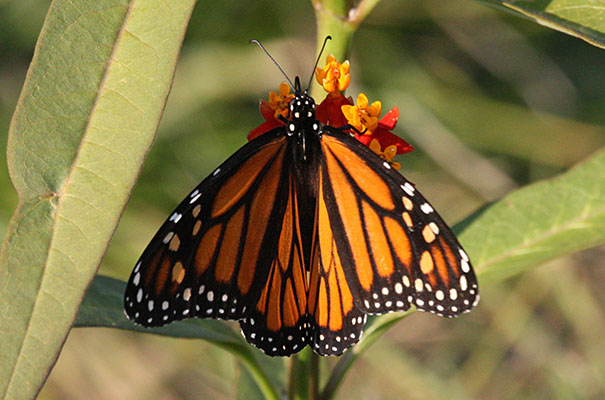 Danaus plexippus - The Monarch