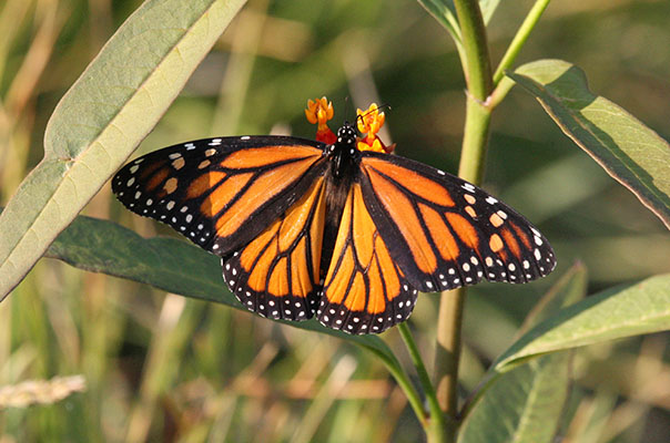 Danaus plexippus - The Monarch