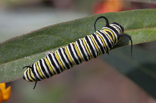 Danaus plexippus - The Monarch