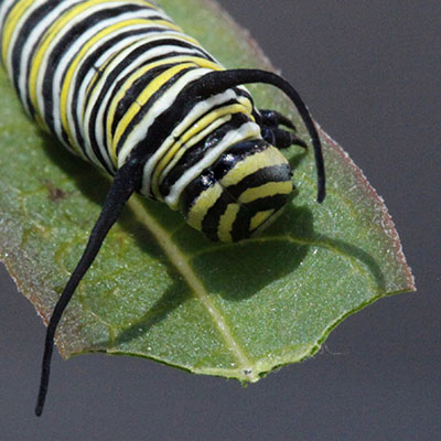 Danaus plexippus - The Monarch