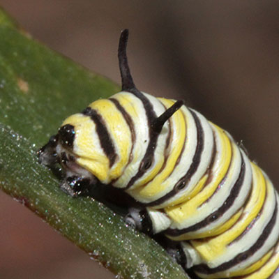 Danaus plexippus - The Monarch