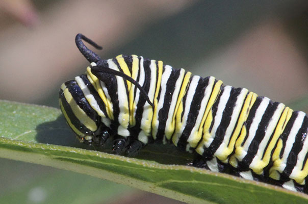 Danaus plexippus - The Monarch