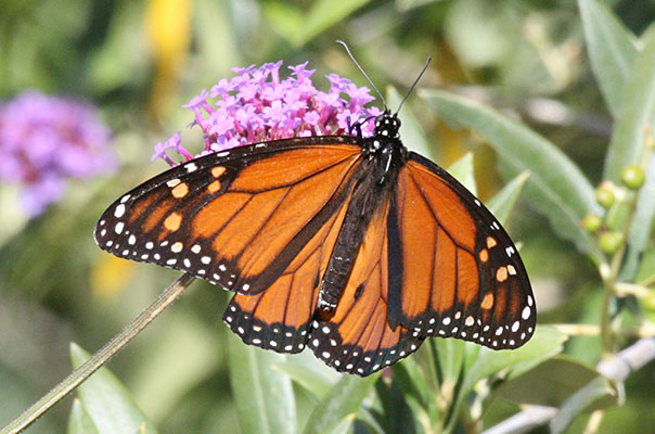 Danaus plexippus - The Monarch