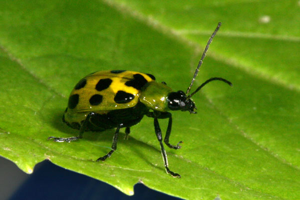 Diabrotica u. undecimpunctata - The Western Spotted Cucumber Beetle