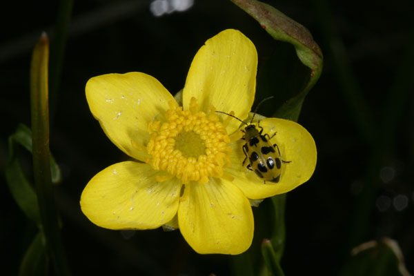 Diabrotica u. undecimpunctata - The Western Spotted Cucumber Beetle