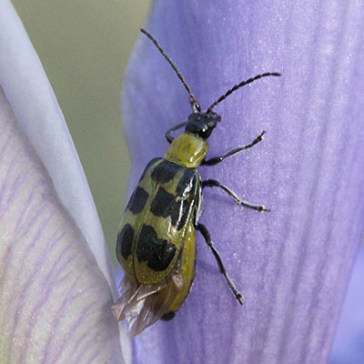 Diabrotica u. undecimpunctata - The Western Spotted Cucumber Beetle