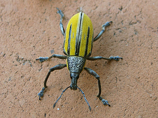 Citrus Root Weevil