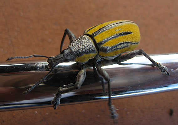 Citrus Root Weevil