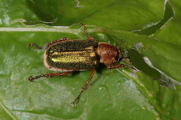 Dichelonyx backi - The Green Rose Chafer