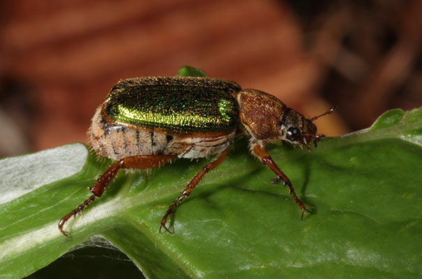 Dichelonyx backi - The Green Rose Chafer