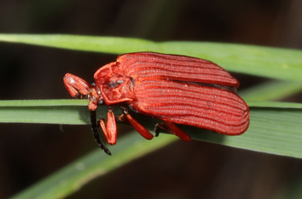 Dictyoptera simplicipes - The Golden Net-winged Beetle