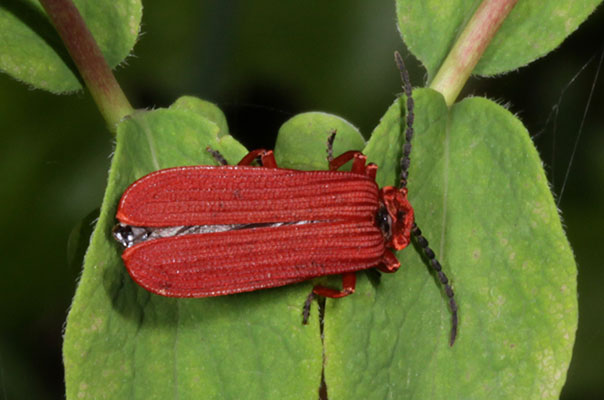Dictyoptera simplicipes - The Golden Net-winged Beetle