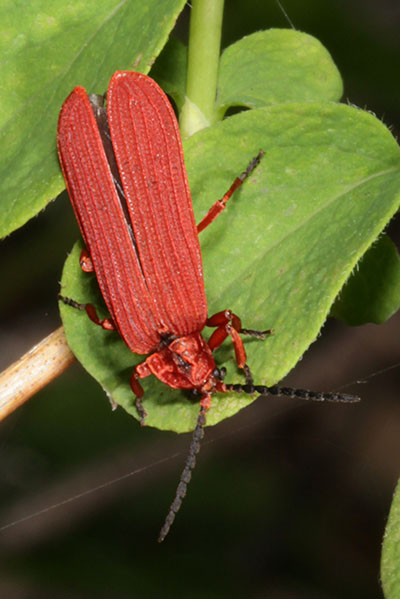Dictyoptera simplicipes - The Golden Net-winged Beetle