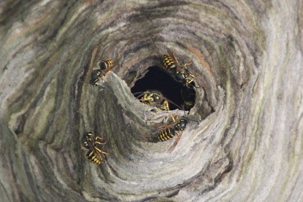 Dolichovespula arenaria - The Common Aerial Yellowjacket