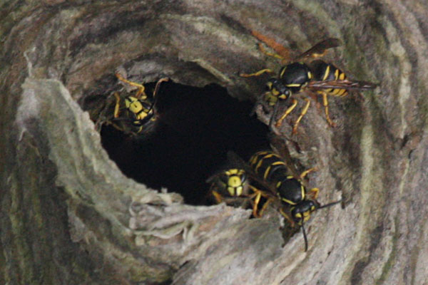 Dolichovespula arenaria - The Common Aerial Yellowjacket