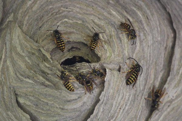 Dolichovespula arenaria - The Common Aerial Yellowjacket