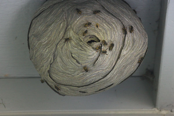 Dolichovespula arenaria - The Common Aerial Yellowjacket