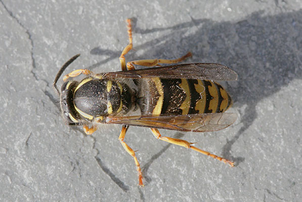 Dolichovespula arenaria - The Common Aerial Yellowjacket