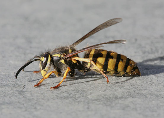 Dolichovespula arenaria - The Common Aerial Yellowjacket