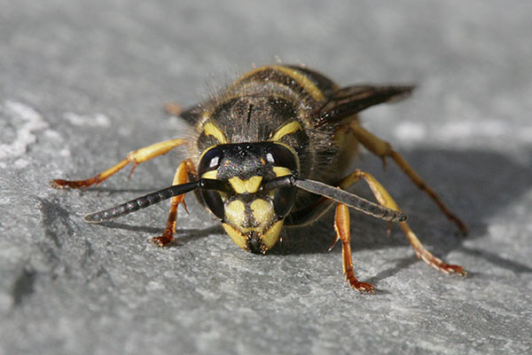 Dolichovespula arenaria - The Common Aerial Yellowjacket