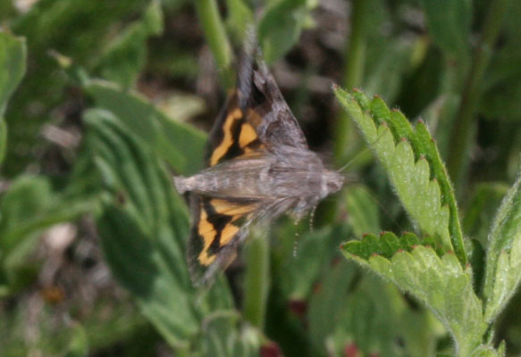 Drasteria adumbrata - The Shadowy Arches Moth
