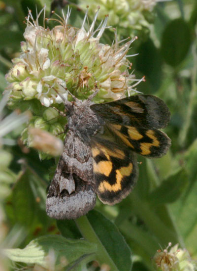 Drasteria adumbrata - The Shadowy Arches Moth