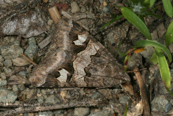 Drasteria adumbrata - The Shadowy Arches Moth