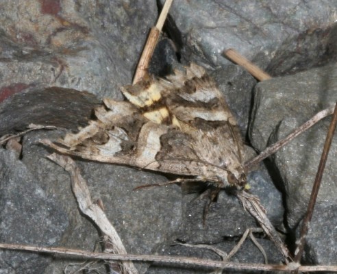 Drasteria divergens