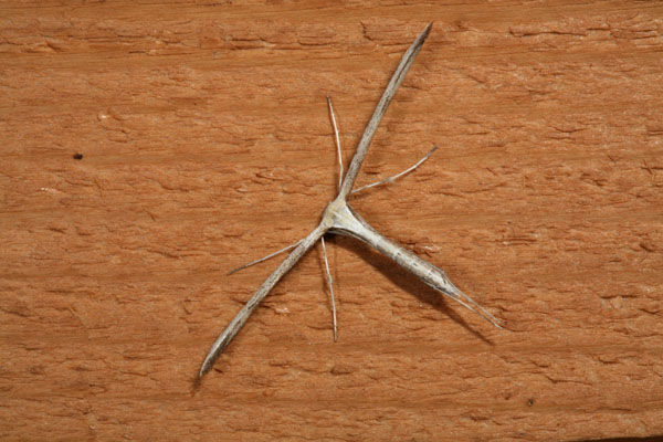 Emmelina monodactyla - The Morning-glory Plume Moth