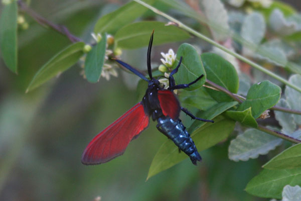 Empyreuma pugione - The Spotted Oleander Caterpillar Moth