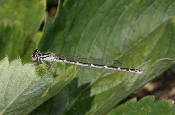 Enallagma carunculatum - The Tule Bluet (a pond damselfly)