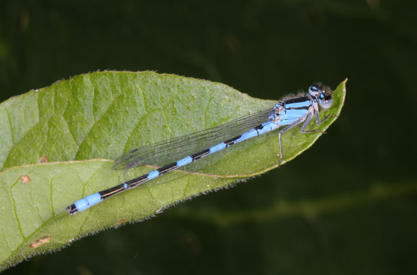 Enallagma carunculatum - The Tule Bluet (a pond damselfly)